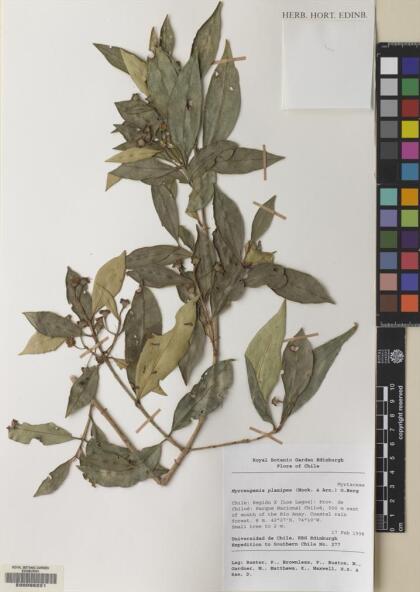 Myrceugenia planipes [Espécimen: ]