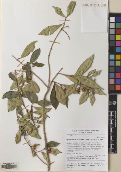 Myrceugenia planipes [Espécimen: ]