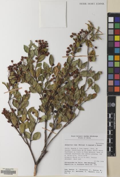 Amomyrtus luma [Espécimen: ]