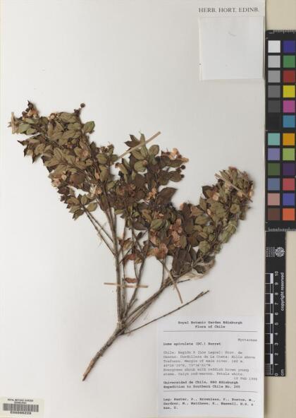 Luma apiculata [Espécimen: ]