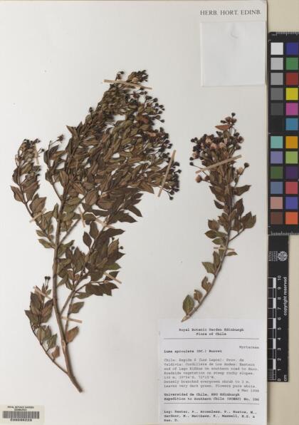 Luma apiculata [Espécimen: ]