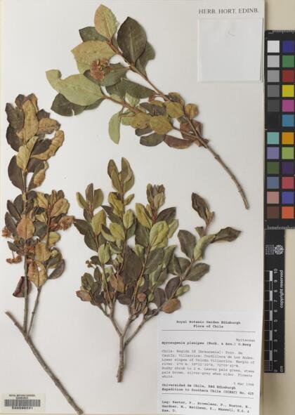 Myrceugenia planipes [Espécimen: ]