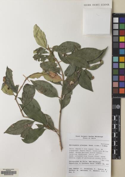 Myrceugenia planipes [Espécimen: ]