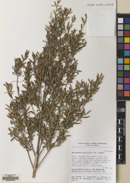 Myrceugenia parvifolia [Espécimen: ]