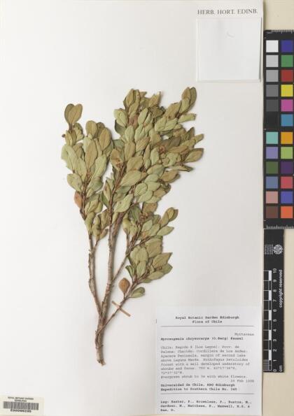 Myrceugenia chrysocarpa [Espécimen: ]