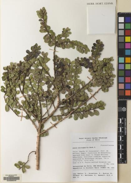Azara microphylla [Espécimen: ]