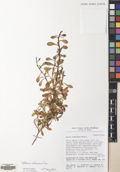 Goodenia radicans [Espécimen: ]