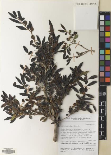 Azara lanceolata [Espécimen: ]