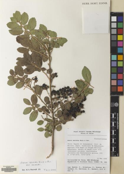 Azara serrata var. serrata [Espécimen: ]