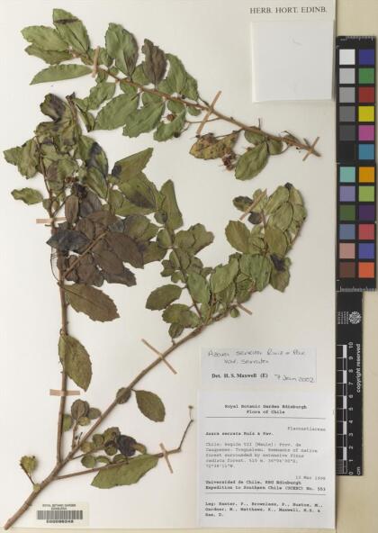Azara serrata var. serrata [Espécimen: ]