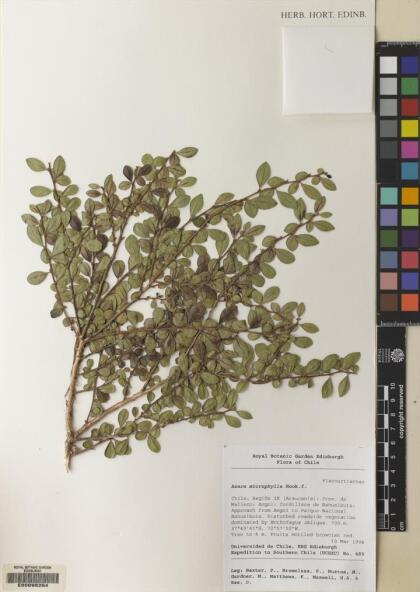 Azara microphylla [Espécimen: ]