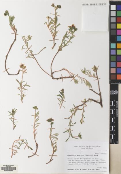 Montiopsis andicola [Espécimen: ]