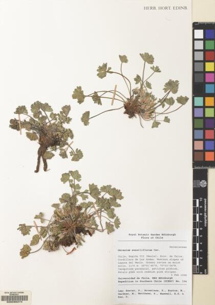 Geranium sessiliflorum [Espécimen: ]
