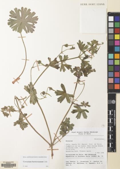 Geranium berteroanum [Espécimen: ]