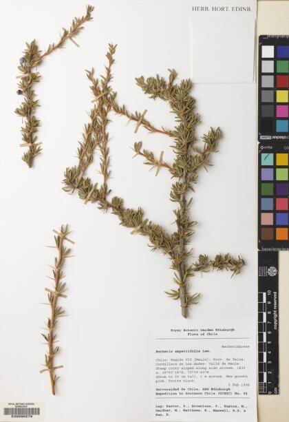 Berberis empetrifolia [Espécimen: ]
