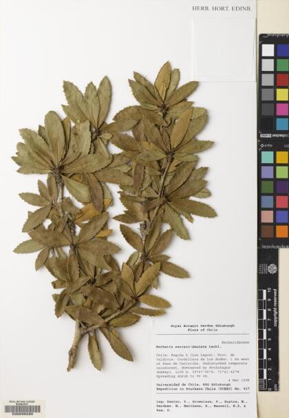 Berberis serratodentata [Espécimen: ]