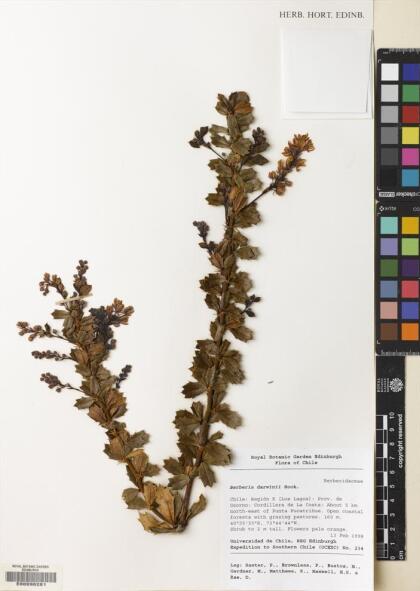 Berberis darwinii [Espécimen: ]