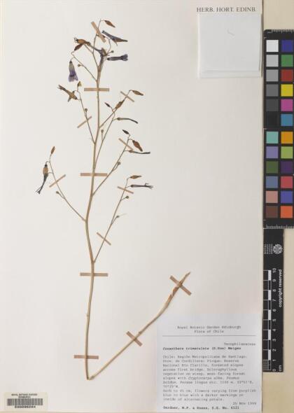 Conanthera trimaculata [Espécimen: ]