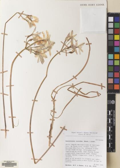 Leucocoryne ixioides [Espécimen: ]