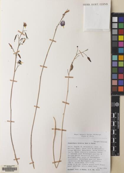 Conanthera bifolia [Espécimen: ]