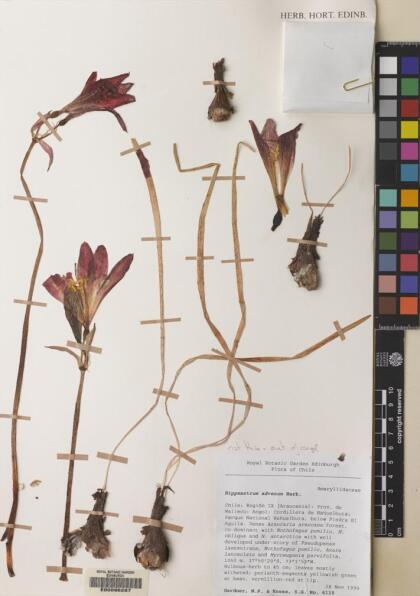 Zephyranthes advena [Espécimen: ]