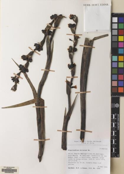 Sisyrinchium striatum [Espécimen: ]