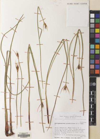 Marsippospermum grandiflorum [Espécimen: ]
