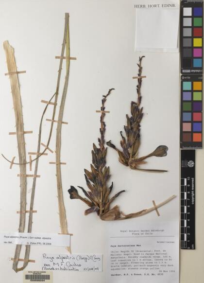 Puya alpestris subsp. alpestris [Espécimen: ]