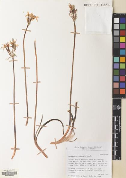 Leucocoryne foetida [Espécimen: ]