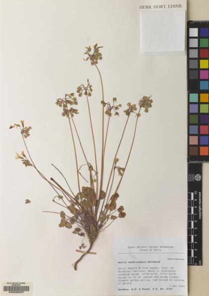 Oxalis valdiviensis [Espécimen: ]