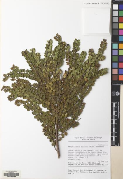 Rhaphithamnus spinosus [Espécimen: ]