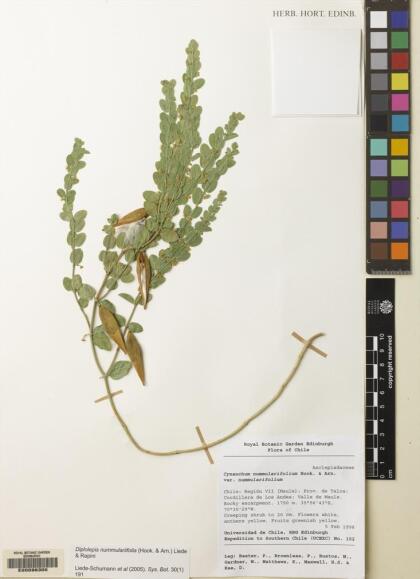 Diplolepis nummulariifolia [Espécimen: ]