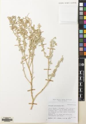 Atriplex glaucescens [Espécimen: ]