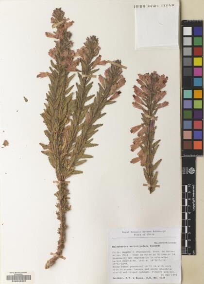 Malesherbia auristipulata [Espécimen: ]