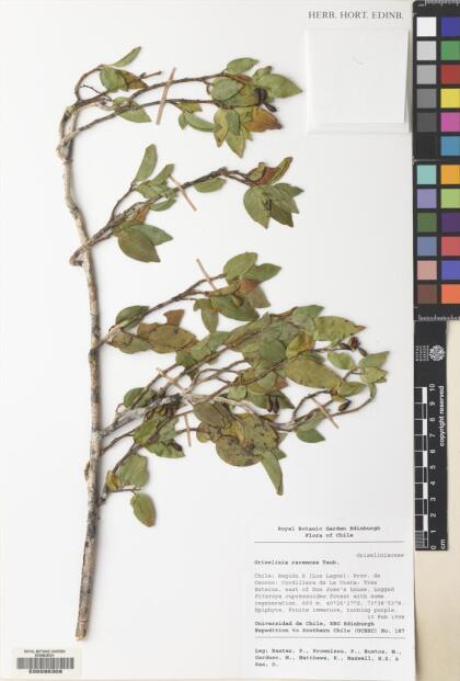 Griselinia racemosa [Espécimen: ]