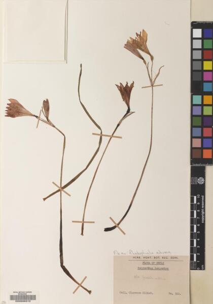 Zephyranthes advena [Espécimen: ]