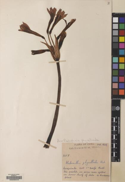 Zephyranthes phycelloides [Espécimen: ]