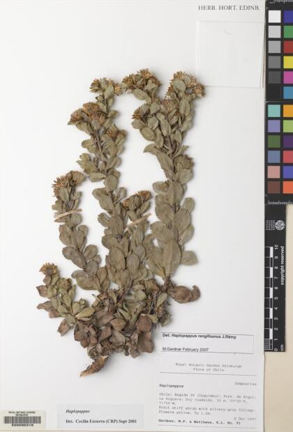Haplopappus rengifoanus [Espécimen: ]