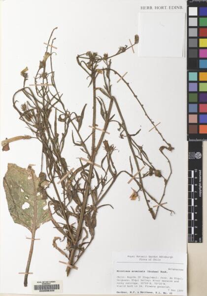 Nicotiana acuminata [Espécimen: ]