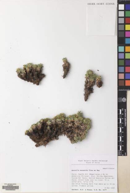 Azorella monantha [Espécimen: ]