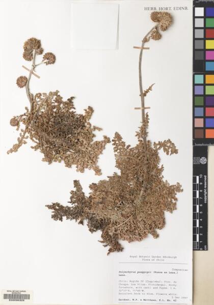 Polyachyrus poeppigii [Espécimen: ]
