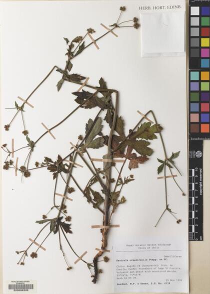 Sanicula crassicaulis [Espécimen: ]