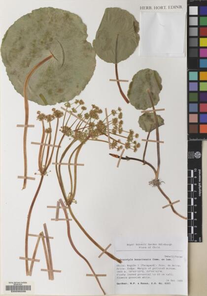Hydrocotyle bonariensis [Espécimen: ]