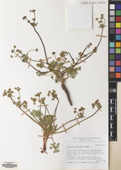 Sanicula graveolens [Espécimen: ]