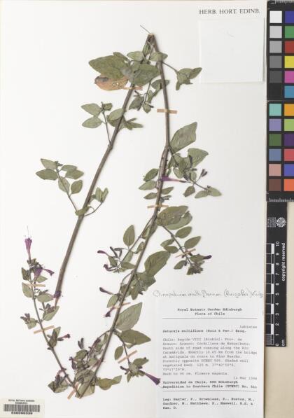 Gardoquia multiflora [Espécimen: ]
