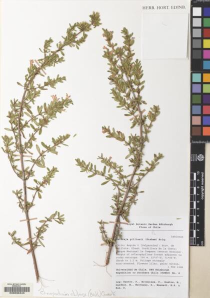 Gardoquia gilliesii [Espécimen: ]
