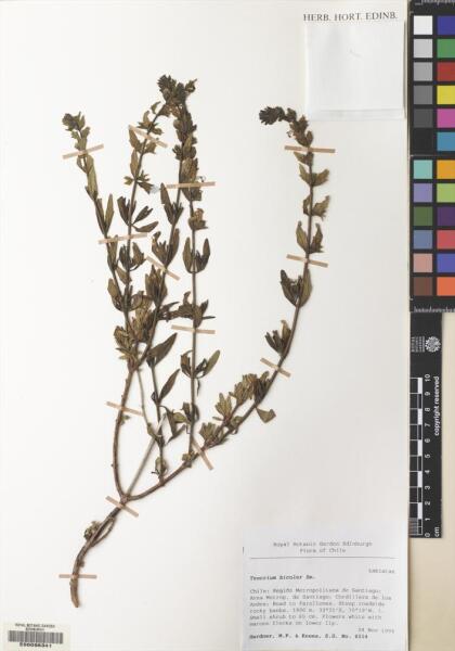 Teucrium bicolor [Espécimen: ]