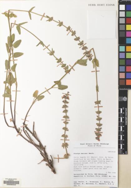 Stachys macraei [Espécimen: ]