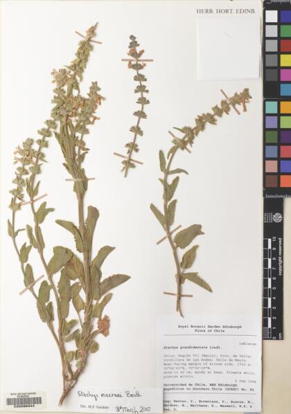 Stachys macraei [Espécimen: ]