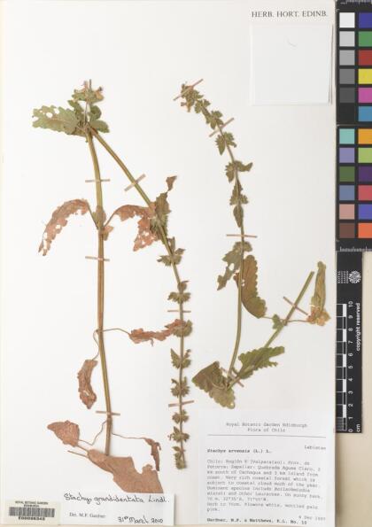 Stachys grandidentata [Espécimen: ]